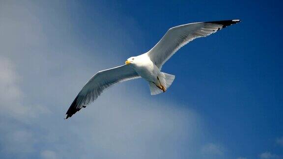 海鸥在蓝色的天空中盘旋飞翔