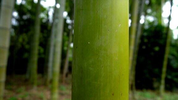 葱郁的竹茎