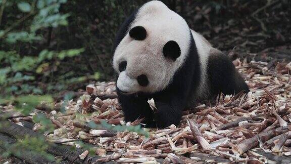 独特的动物大熊猫吃竹子