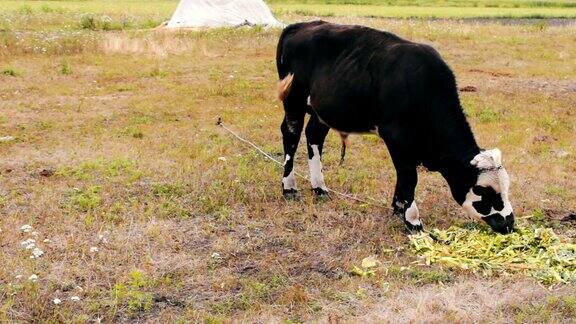 年轻的黑白公牛在田野上吃新鲜的绿色食物牛吃草