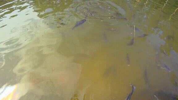 在城市公园的池塘里用面包喂鲤鱼许多小鱼在水下活动