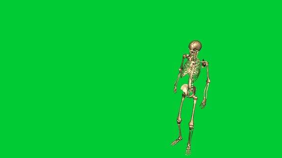 三维动画的骨架人质射击-分离在绿色屏幕