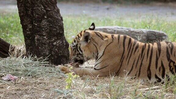 老虎在森林里吃肉