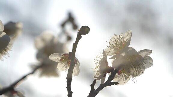 白色的梅花绽放白色的梅花