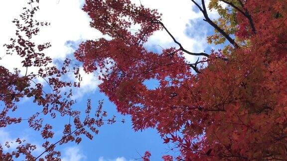 在日本长野县原村索太田高清红枫叶和蓝天
