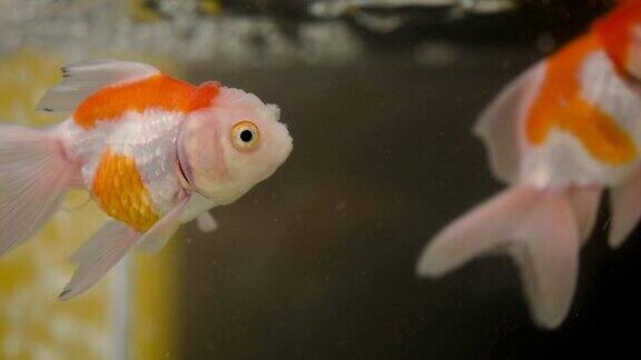 金鱼颜色鲜艳美丽的鱼可爱的水下宠物