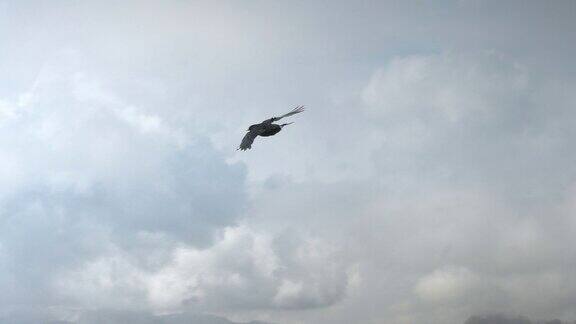 黑乌鸦鸟在多风的天空中高飞的慢动作
