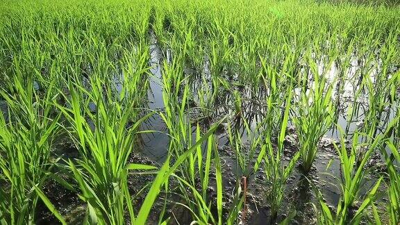 印尼日惹的农业稻田
