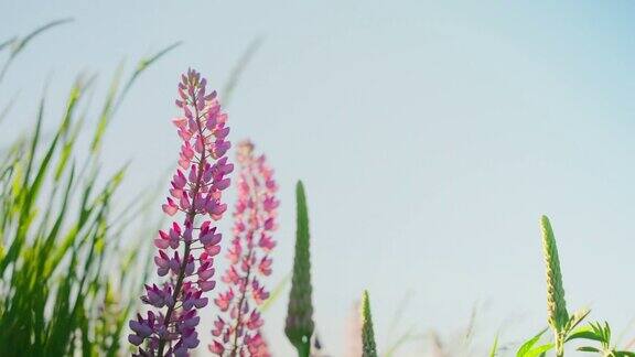 近距离观看4k动态视频实时镜头的晴朗的夏天盛开的羽扇豆粉红色的花和其他野生植物孤立在蓝天羽扇豆(露苹羽扇豆)开花阳光田背景