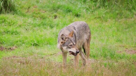 一只美丽的狼在夏天的森林里吃着肉骨头