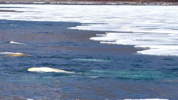 一群在北极斯瓦尔巴群岛狩猎的白鲸