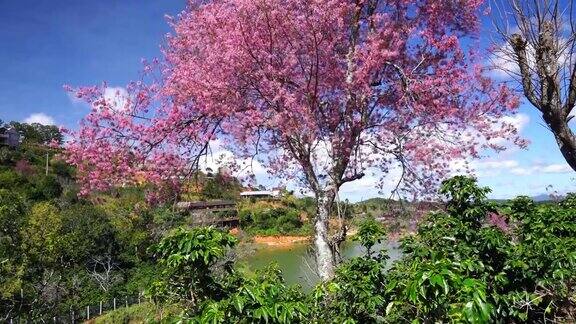 咖啡山上的樱桃杏树开花了
