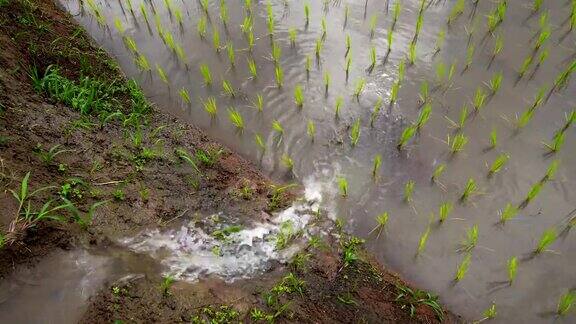 泰国清迈班帕邦派山部落村稻田梯田里的秧苗水从自然流向田野:俯视LD