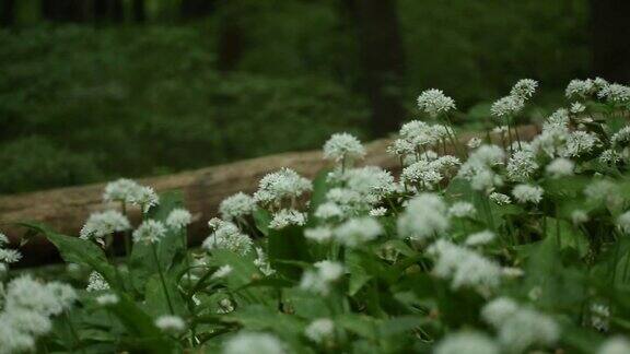 森林地面上白花的细节
