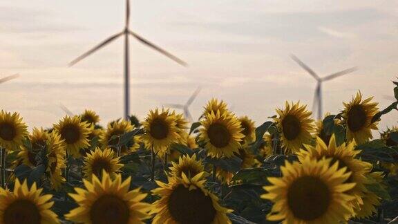 美丽的向日葵与风力涡轮机在农地日落