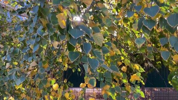 白桦树的树枝上黄绿色的叶子在风中摇摆温暖明亮的阳光透过树叶可见秋天的风景俄罗斯南部的自然关闭了慢动作视频副本的空间
