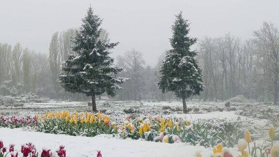 公园里五颜六色的郁金香都被雪覆盖了
