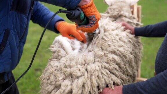 剪羊毛绵羊用电动剪毛钳剪羊毛