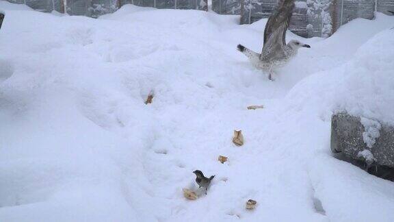 海鸥在雪地上偷麻雀的面包