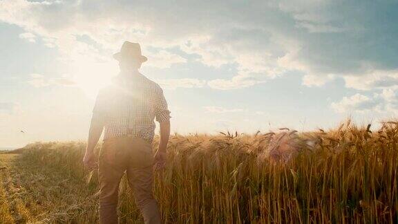 在炎热的夏天阳光明媚的一天老白人男性农民在帽子走他的小麦半收获的田地后方
