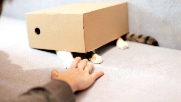 盒子里的一只顽皮的小猫