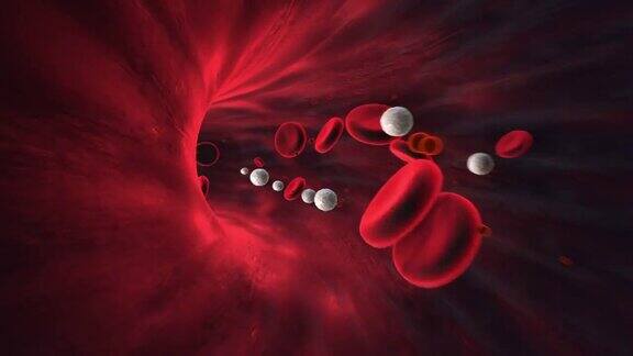 人体静脉血流动画完美的循环