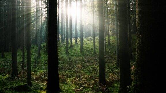 神奇的清晨阳光在童话般的森林里闪耀