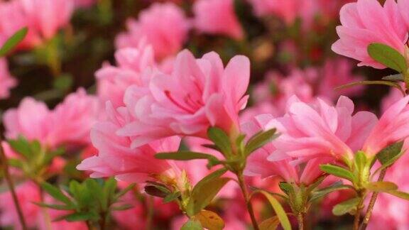 粉红色的杜鹃花