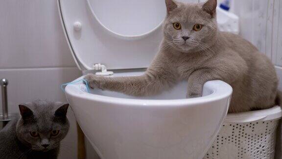 两只英国猫正在探索厕所一只猫坐在马桶上第二只紧随其后