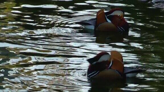 鸟动物在湖里的鸭子