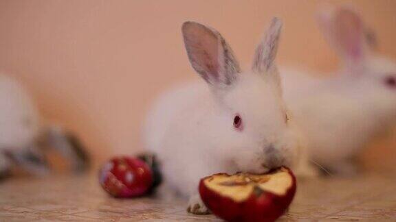 两只兔子吃了一个苹果白兔