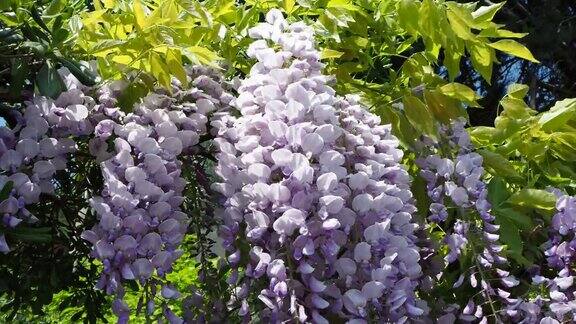 美丽盛开的紫藤花