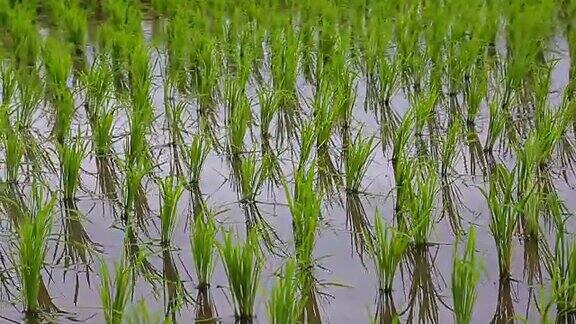 美丽的绿色有机亚洲水稻农场种植园稻田