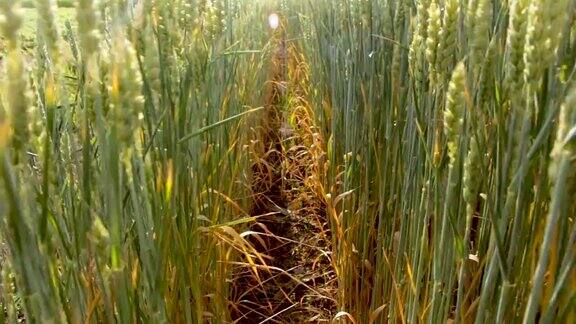 地里种着小麦大地因干旱而龟裂