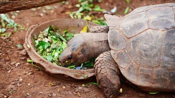 乌龟吃蔬菜
