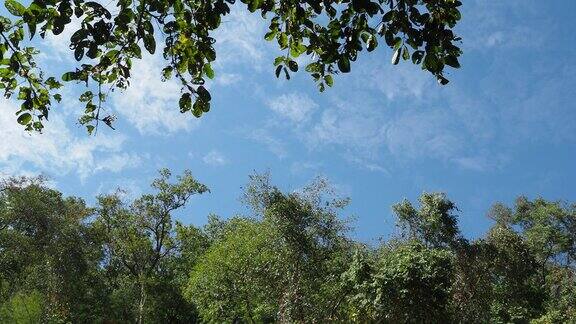 森林里有树木和蓝天