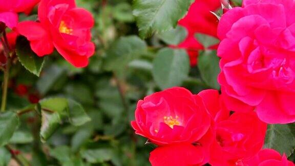 美丽的红色芬芳郁郁葱葱的玫瑰在公园近距离玫瑰花在花园里盛开