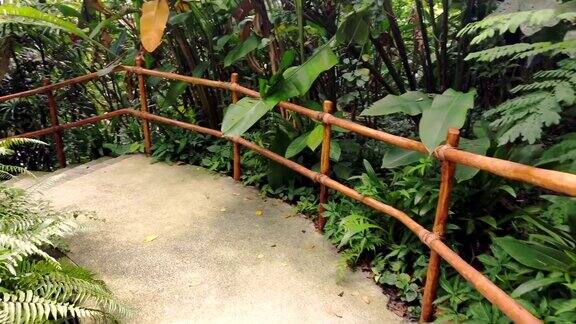 有楼梯和竹木扶手的茂密的热带雨林步道