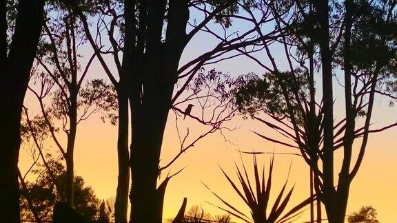 日出的辉光透过鸟和树的剪影