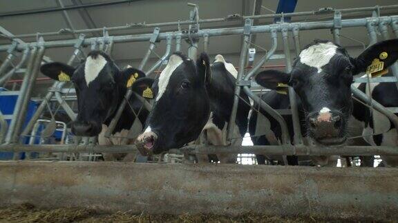 牛在牛栏里吃东西乡下的牛棚牛棚里有很多奶牛农业产业