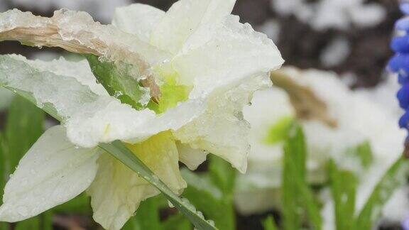 雪花覆盖了初春的繁花