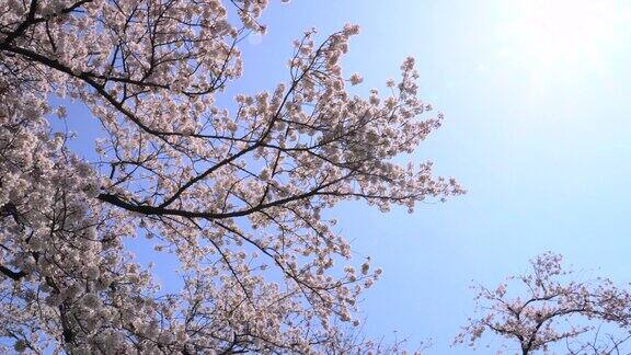 樱花映衬着湛蓝的天空