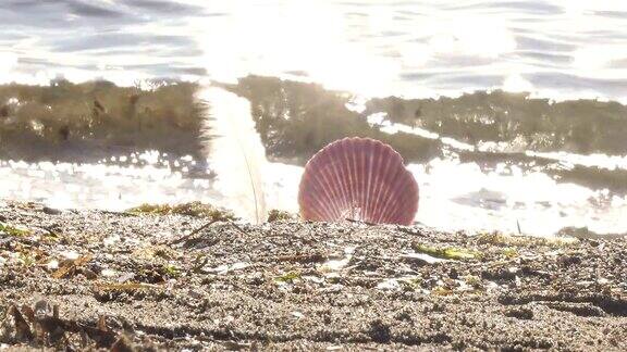 海边有羽毛和贝壳