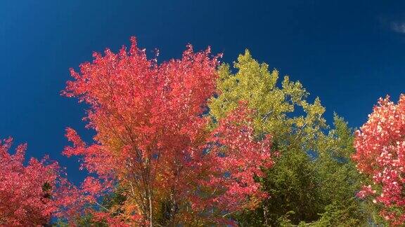 秋风轻拂蓝天树叶在风中摇曳