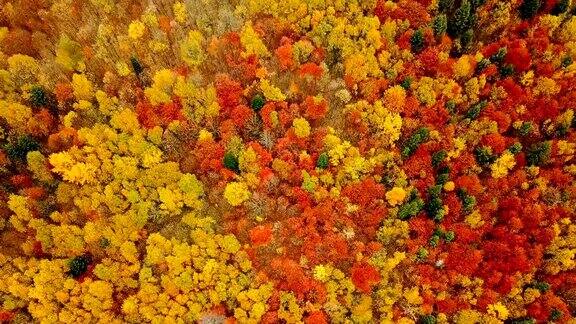 鸟瞰图:在喀尔巴阡山脉的秋天从美丽的树梢上直接飞过