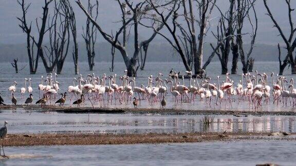纳库鲁湖上的一群粉红色火烈鸟