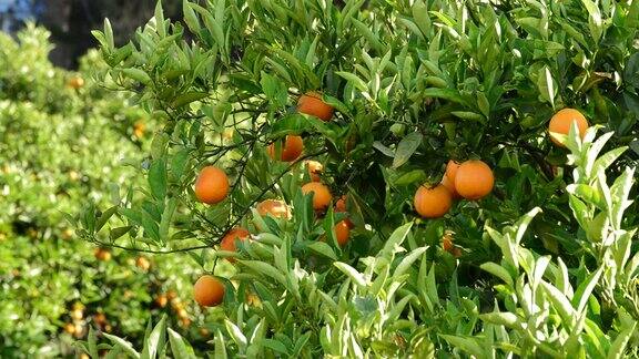 在农业种植园里橙子挂在橘子树上的树枝上