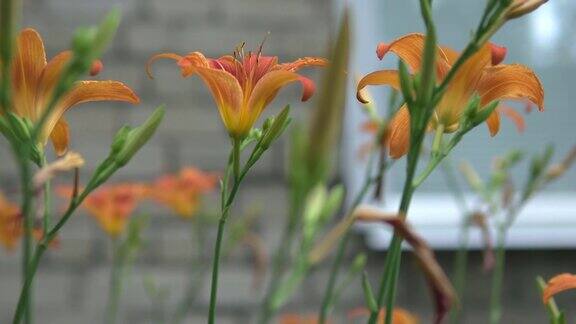 橙色百合黄花百合也被称为火百合特写镜头花园和乡村住宅装饰