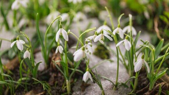 新鲜的雪花莲盛开在阳光明媚的春天和快速融化的雪在绿色草地上