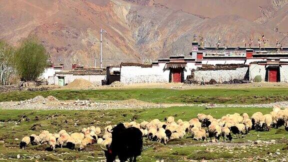 村庄和一群羊